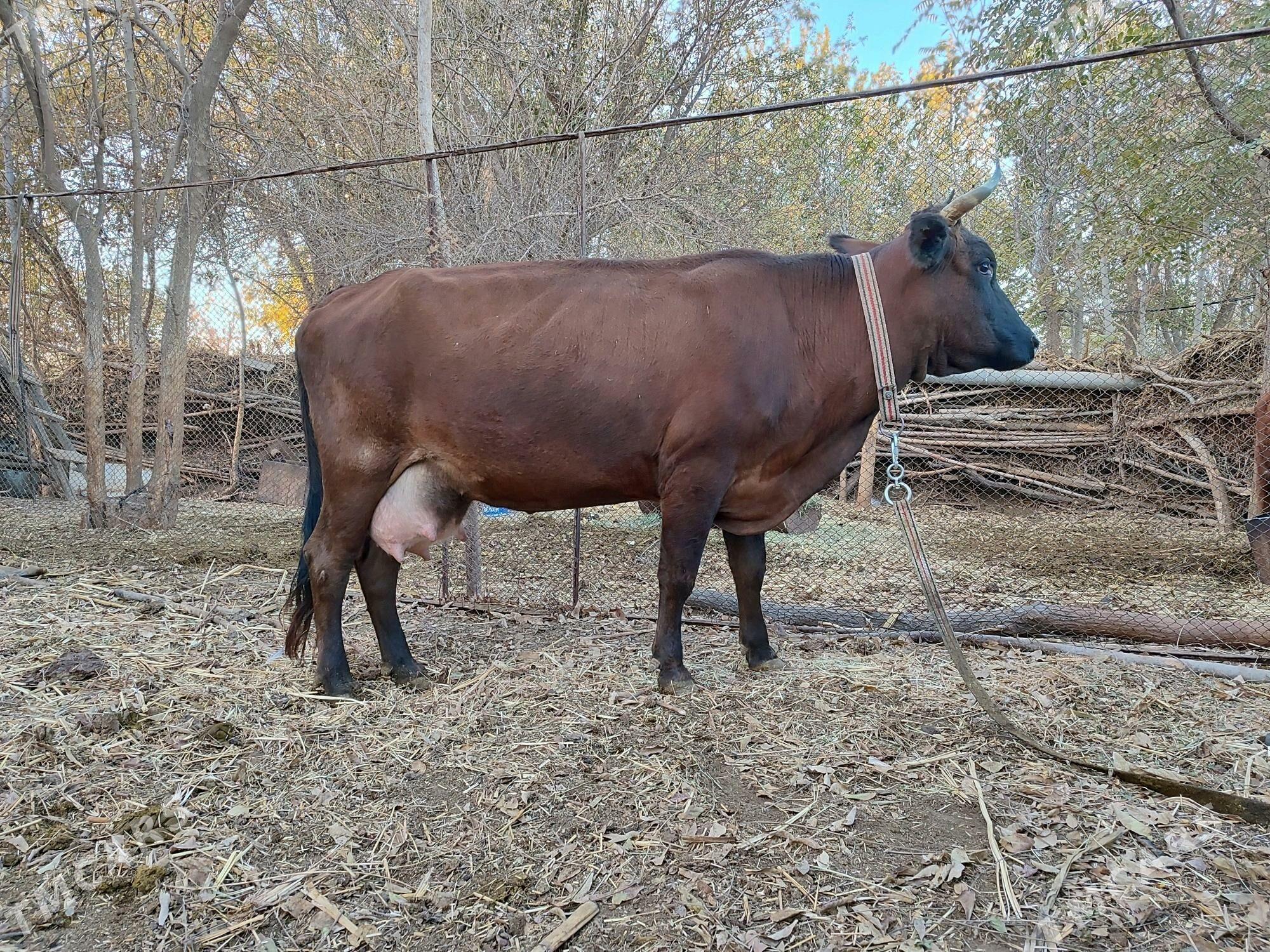 GOLELİ SYGYR - Baýramaly - img 2