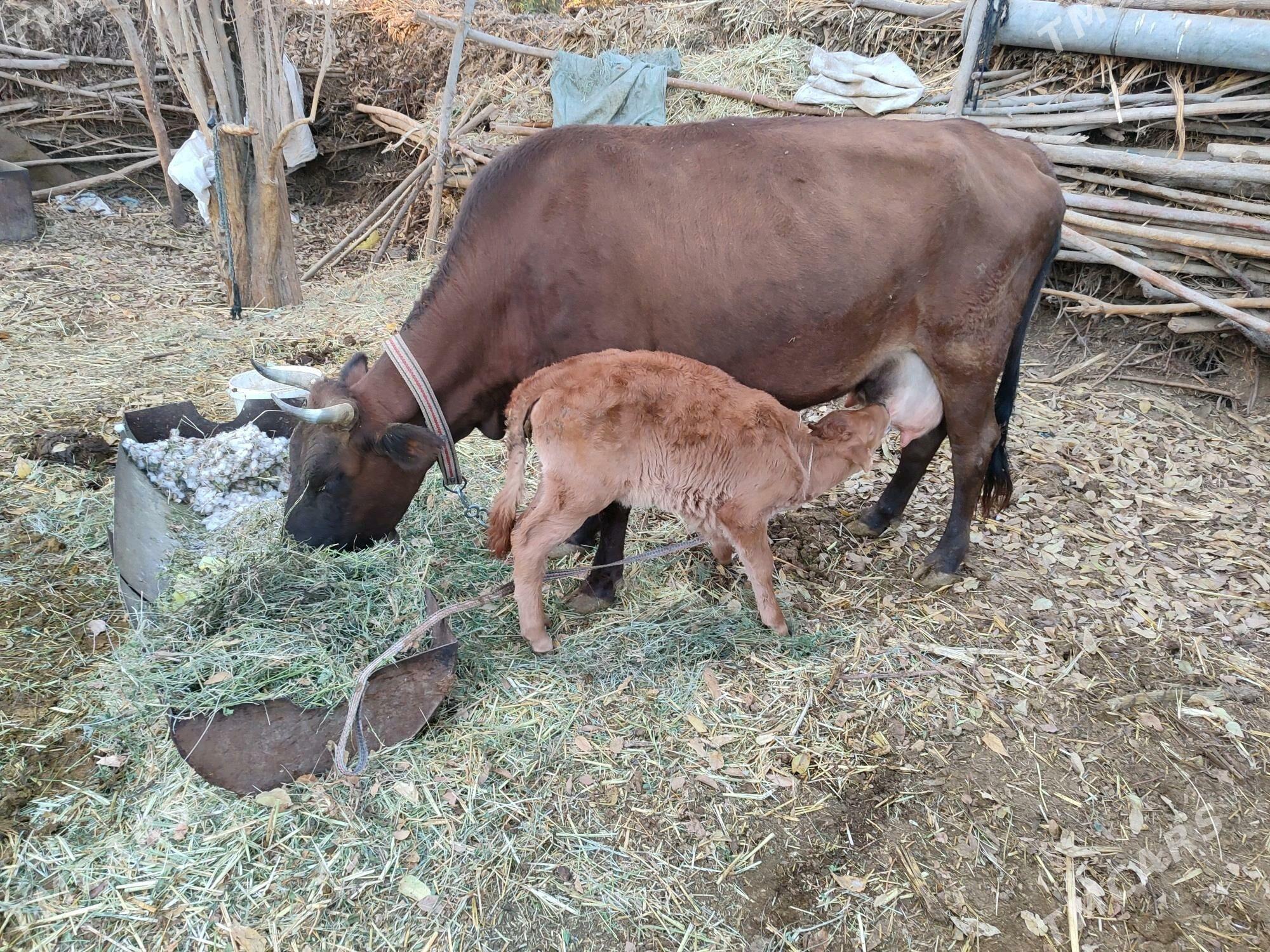 GOLELİ SYGYR - Baýramaly - img 4