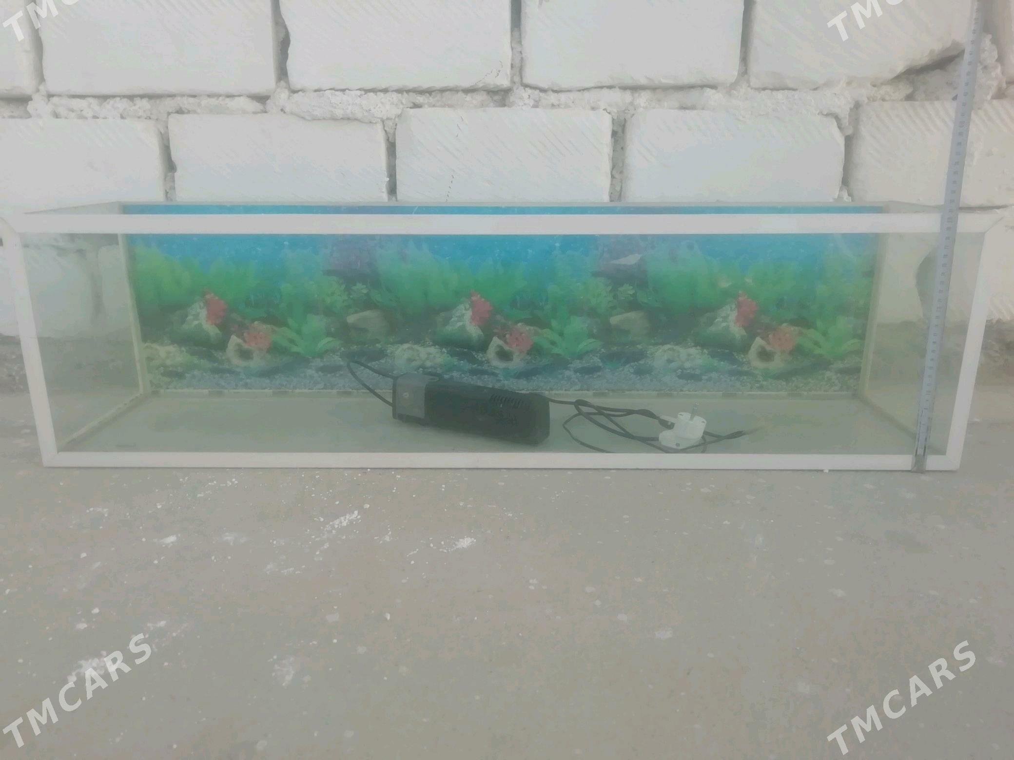 Akwarium - Balkanabat - img 2