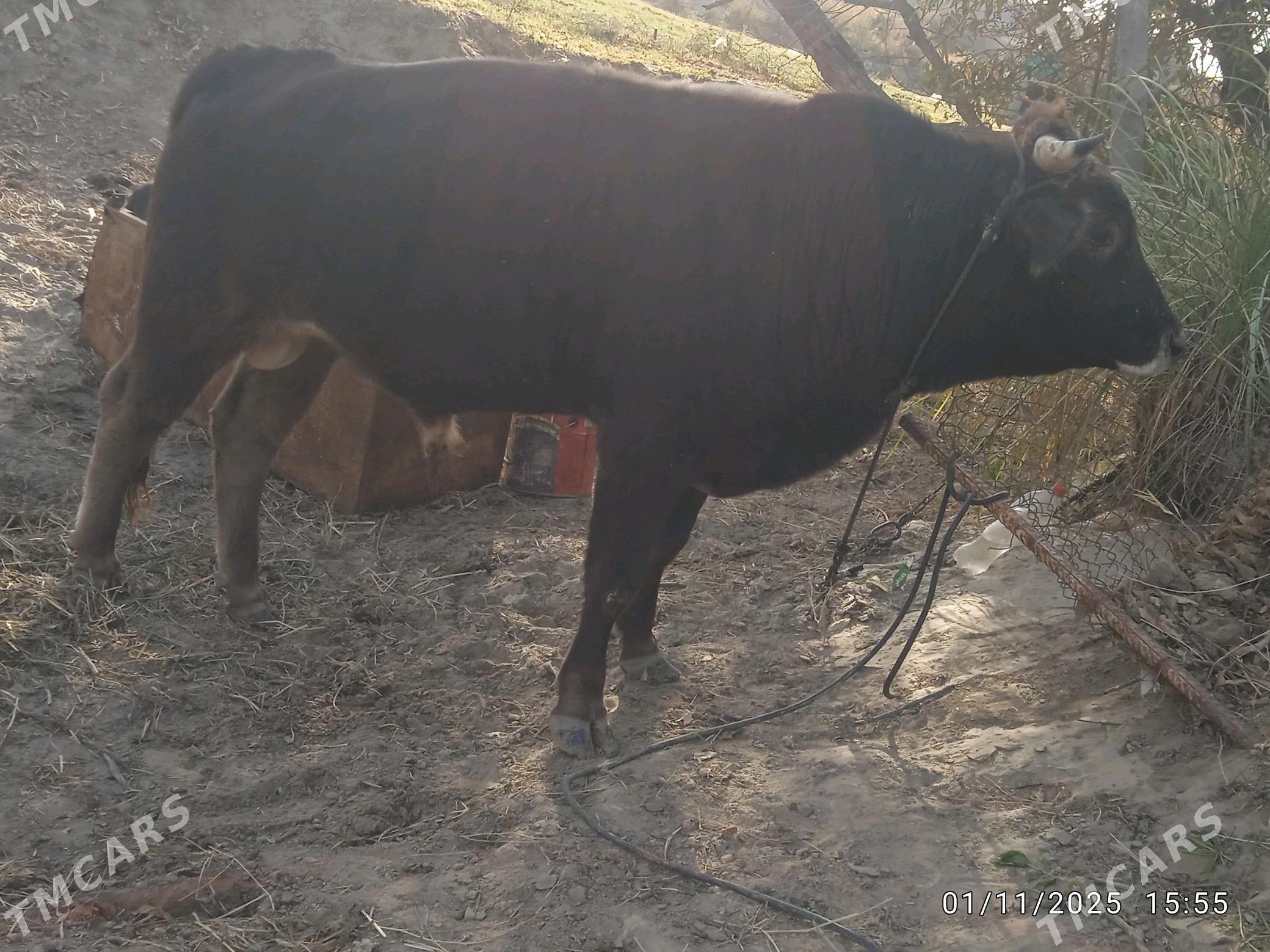 okuz - Gökdepe - img 2