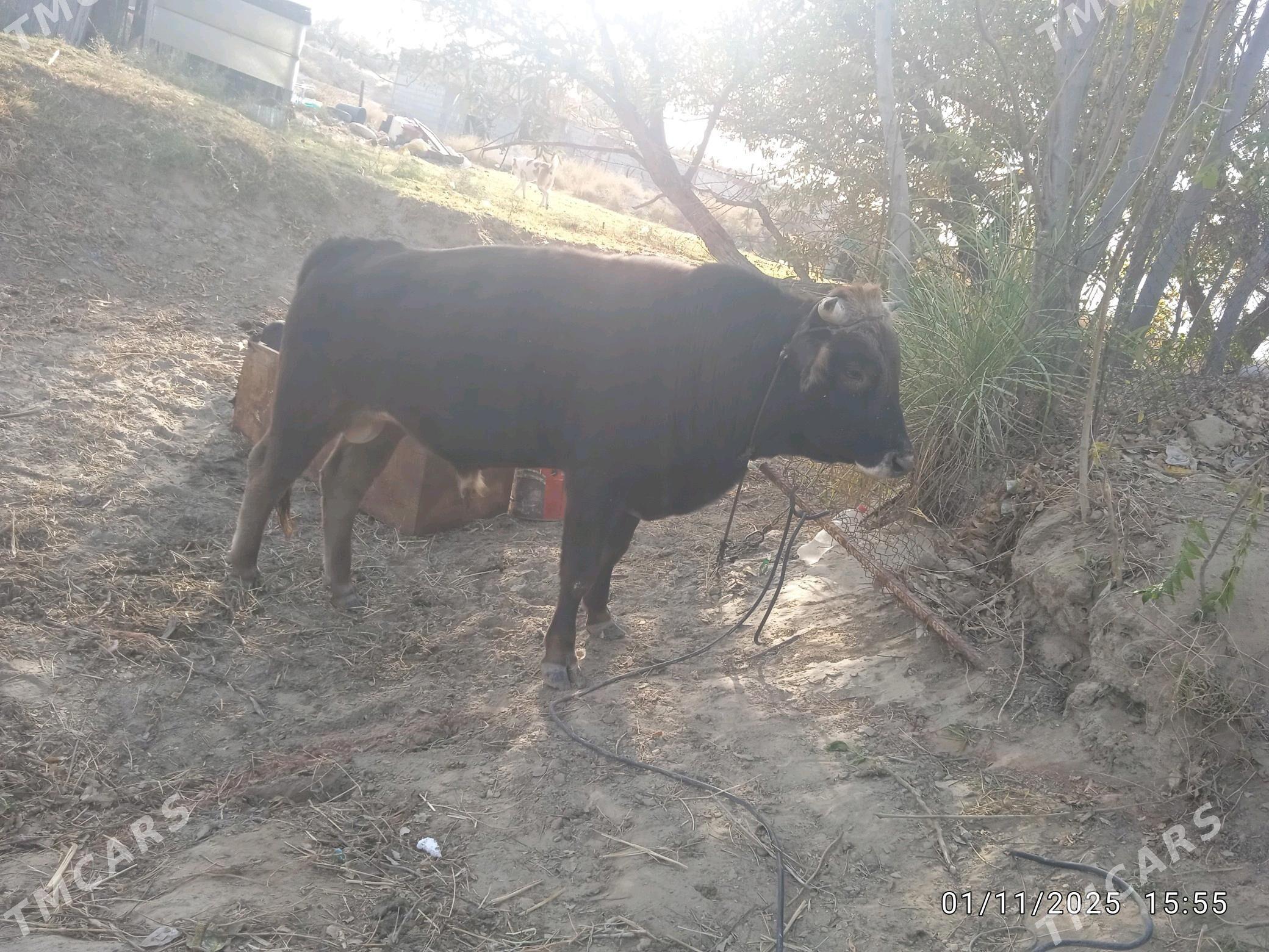 okuz - Gökdepe - img 3