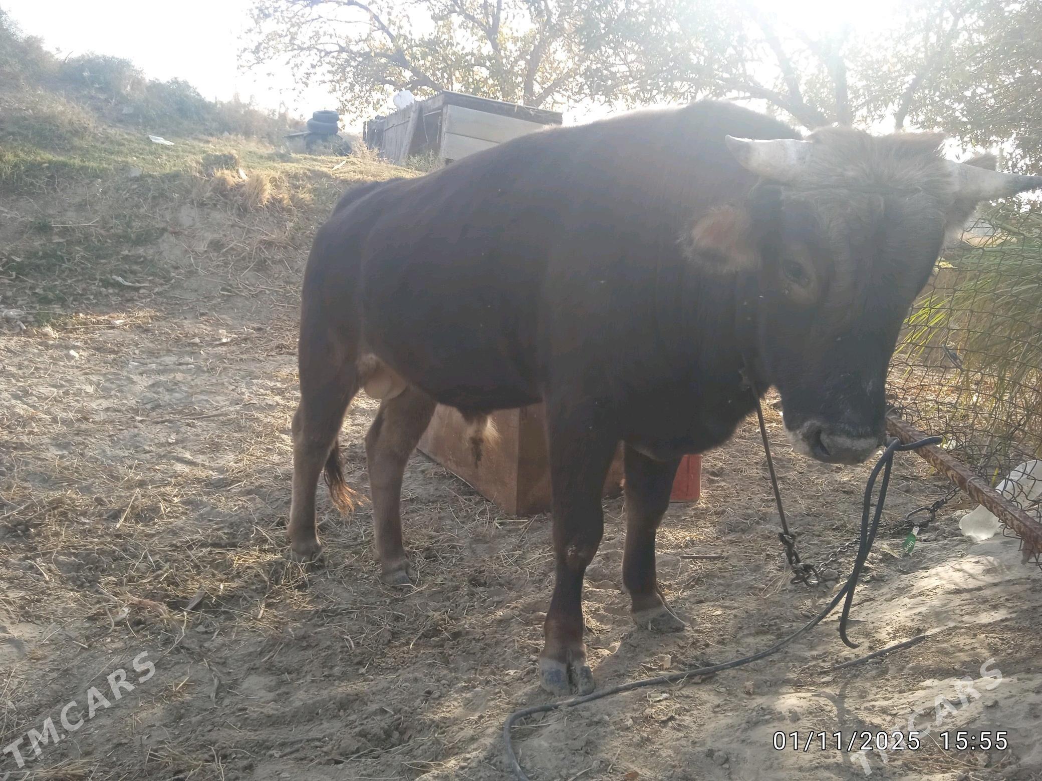 okuz - Gökdepe - img 1