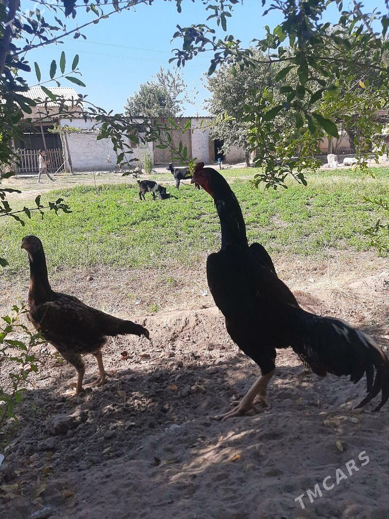 JŪJE !!!!! - Kerki - img 2