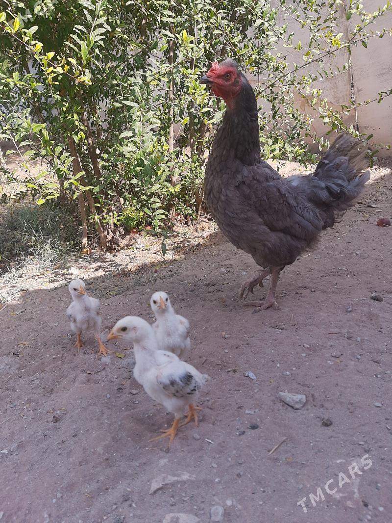 JŪJE !!!!! - Kerki - img 5