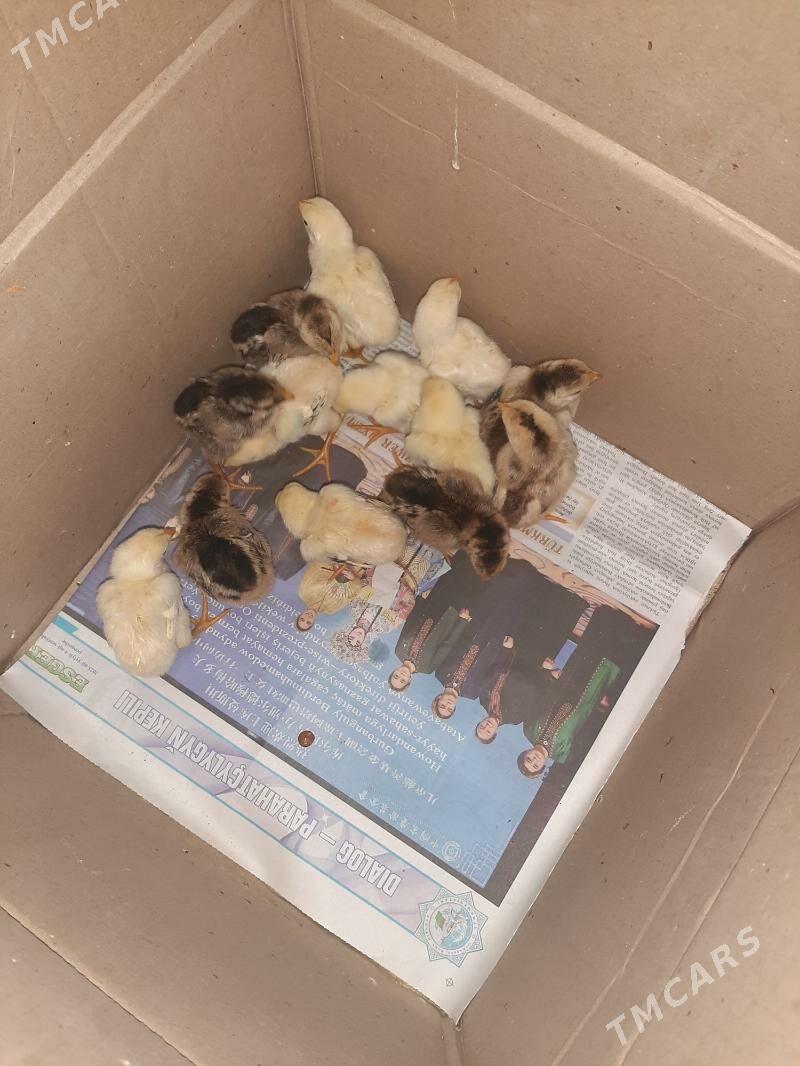 JŪJE !!!!! - Kerki - img 4