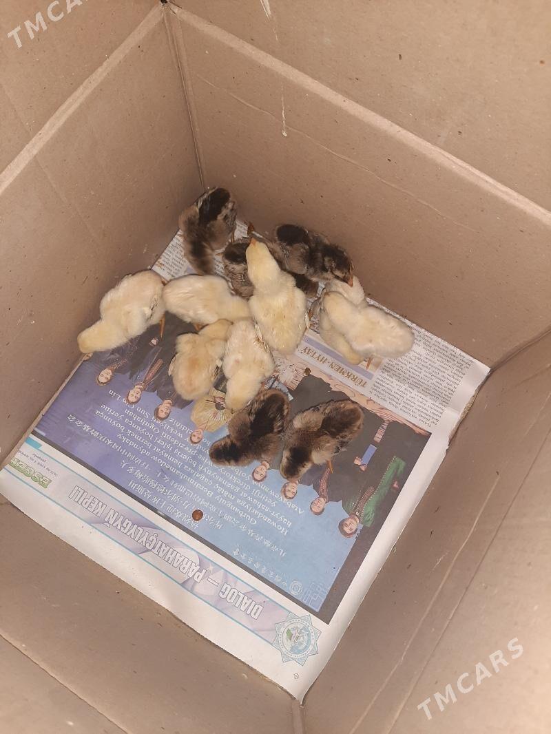 JŪJE !!!!! - Kerki - img 3