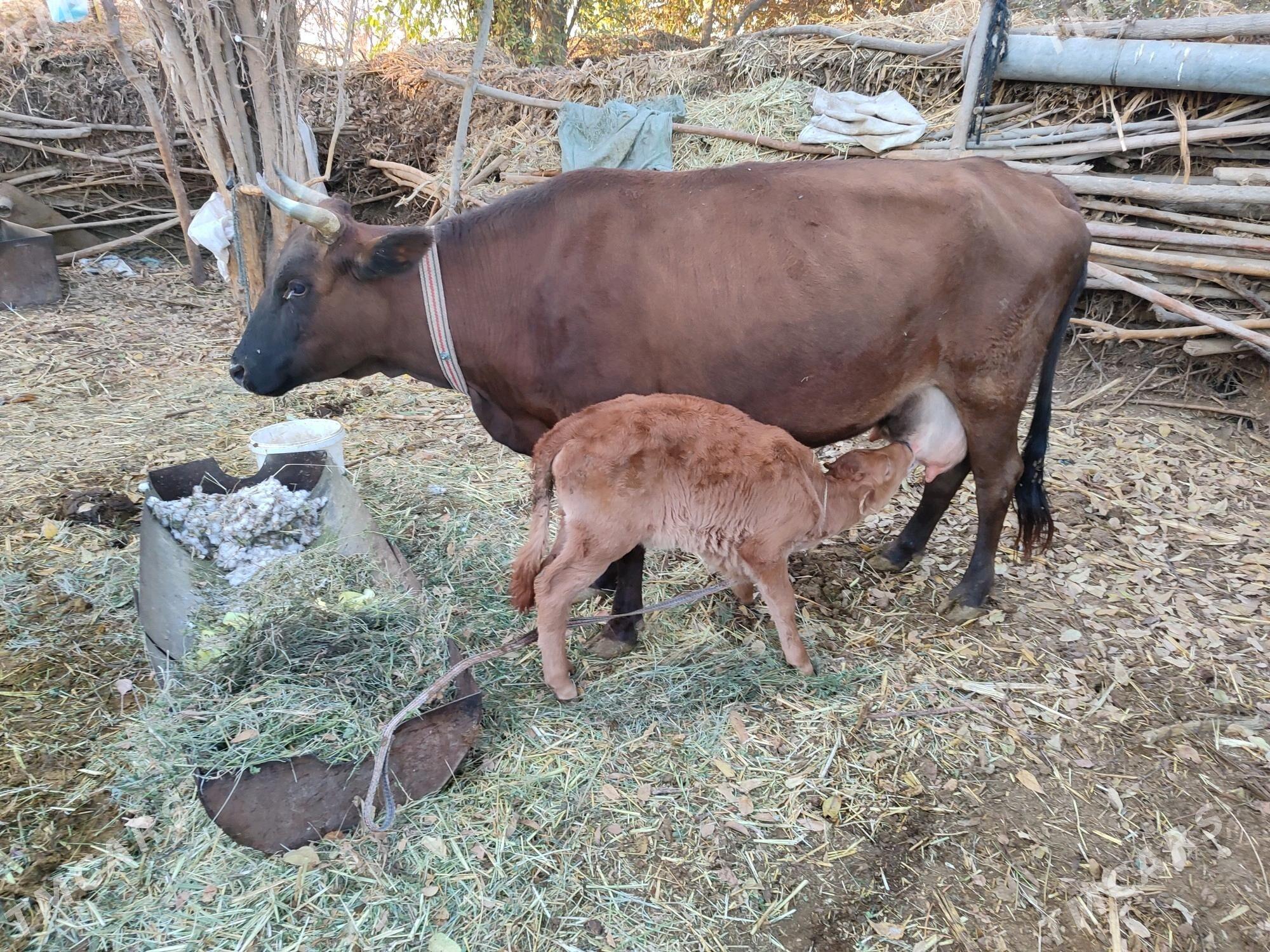 GOLELİ SYGYR - Baýramaly - img 5