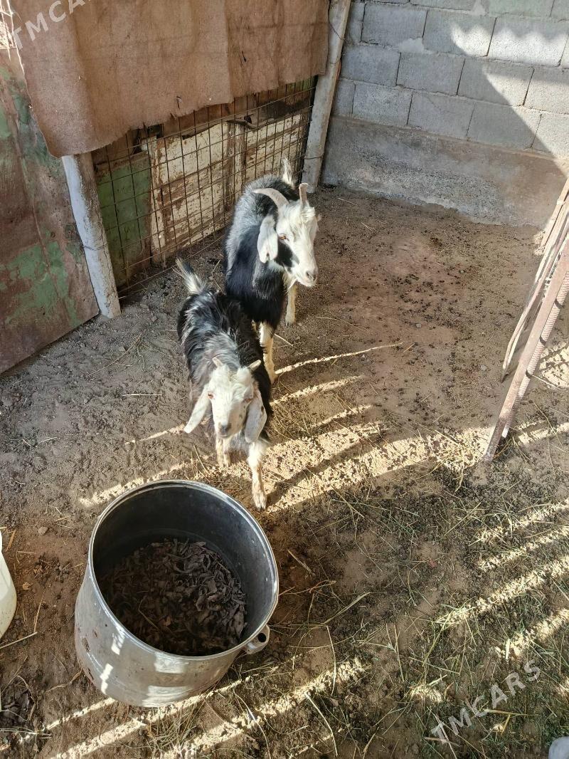 Geçi guzly - Gökdepe - img 4