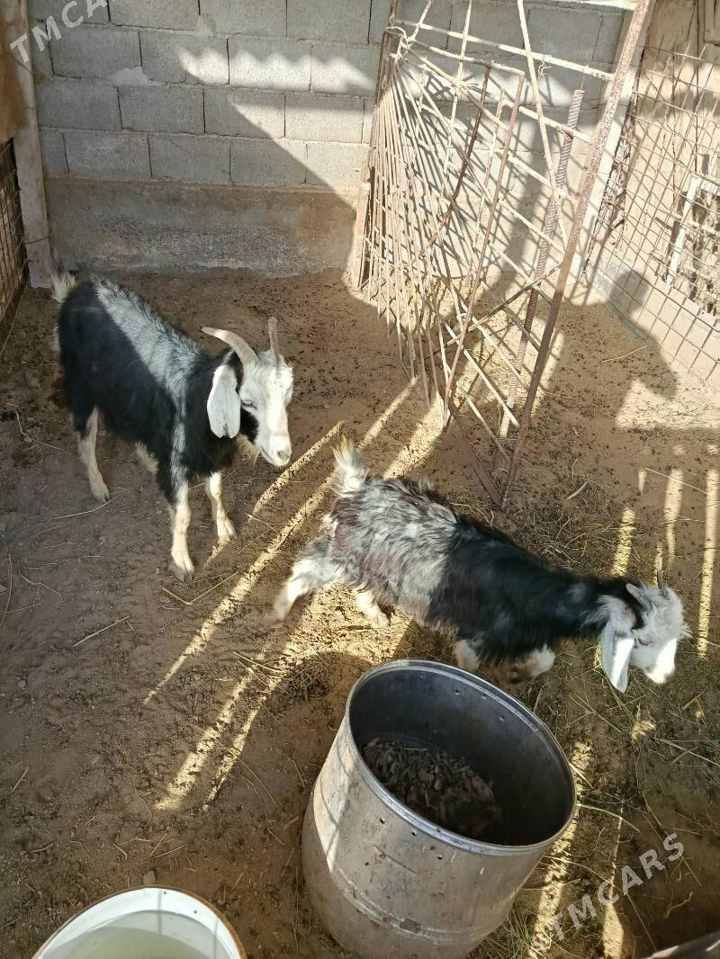 Geçi guzly - Gökdepe - img 3