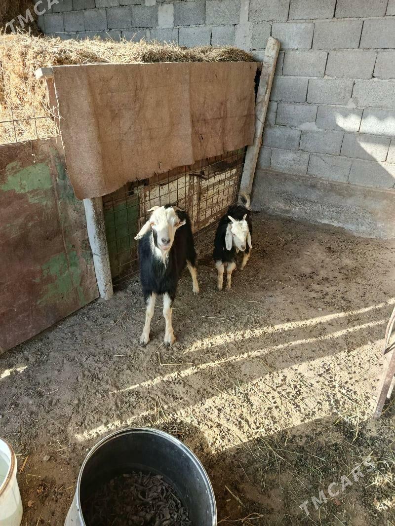 Geçi guzly - Gökdepe - img 2