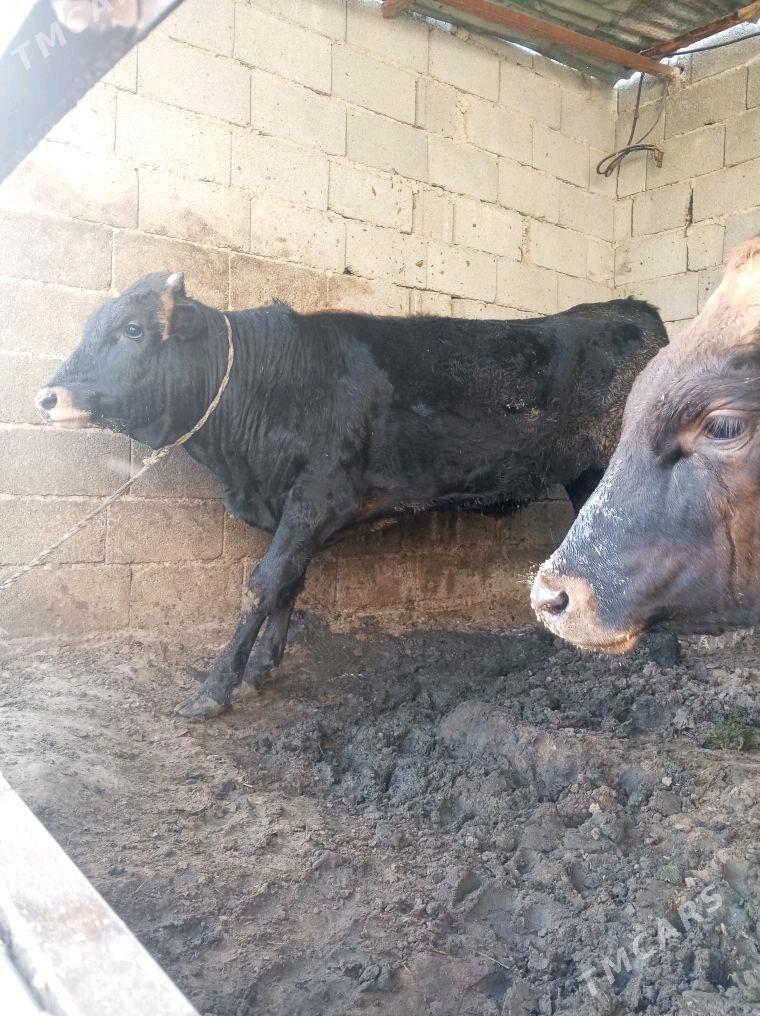 okuz gole - Aşgabat - img 2