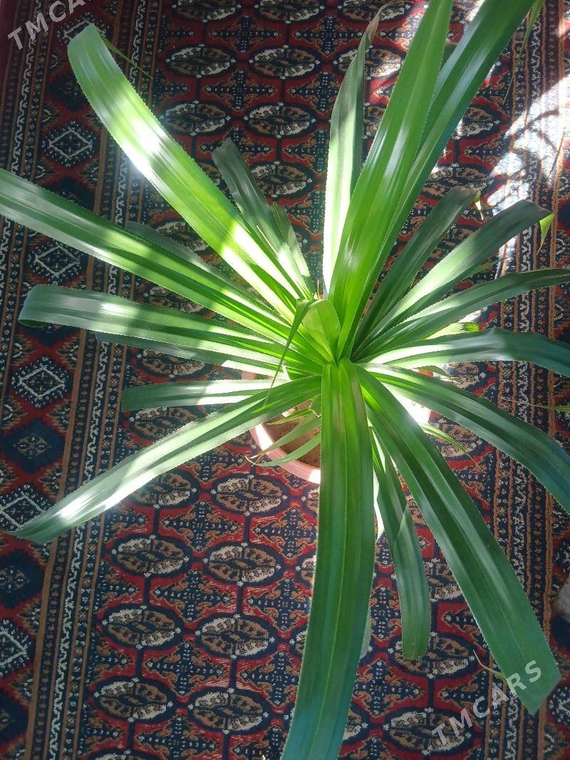 Gül - Balkanabat - img 3