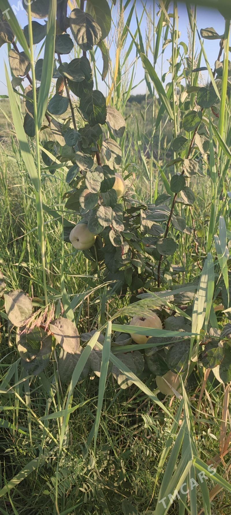 2 Яш Баг. Пристинде. - Фарап - img 6