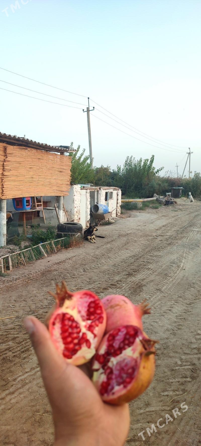 2 Яш Баг. Пристинде. - Фарап - img 2