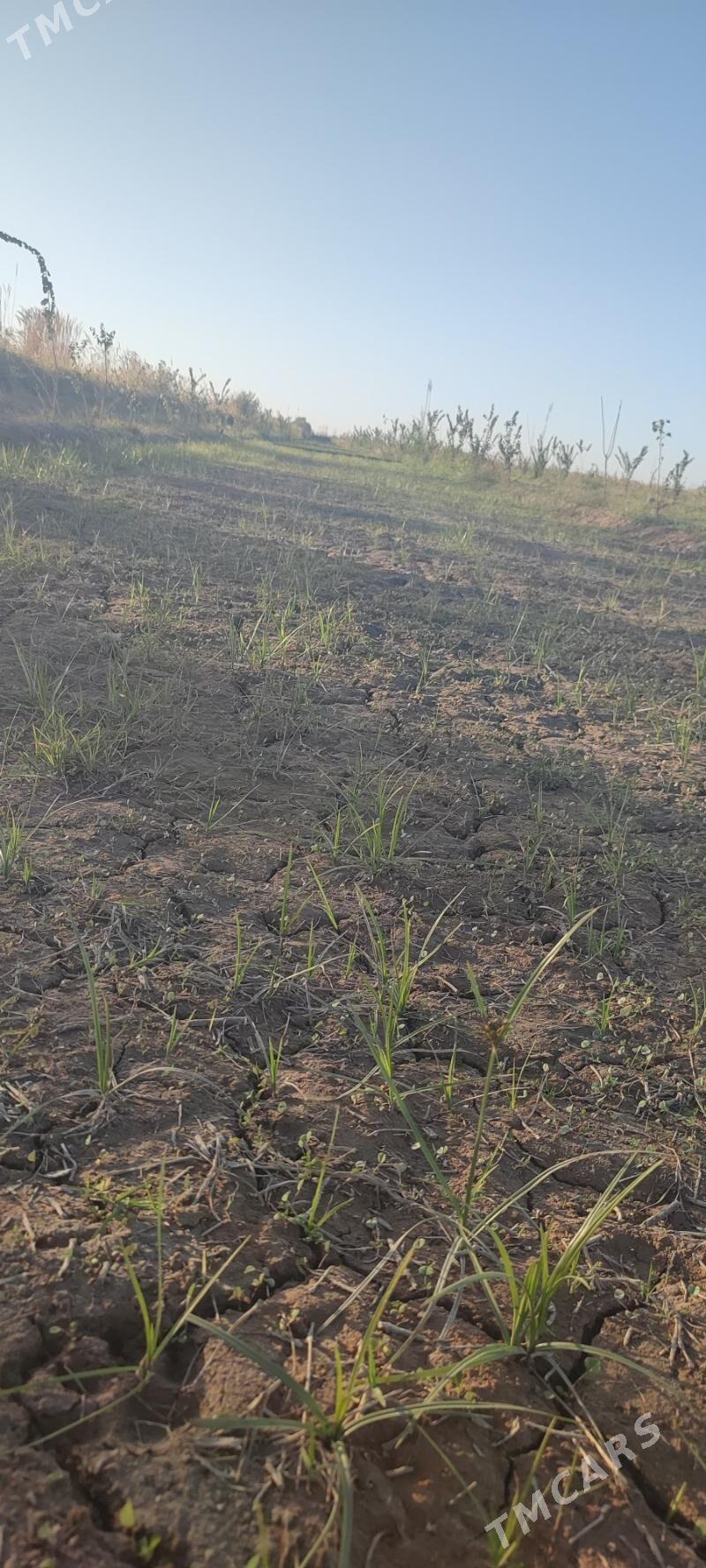 2 Яш Баг. Пристинде. - Фарап - img 5