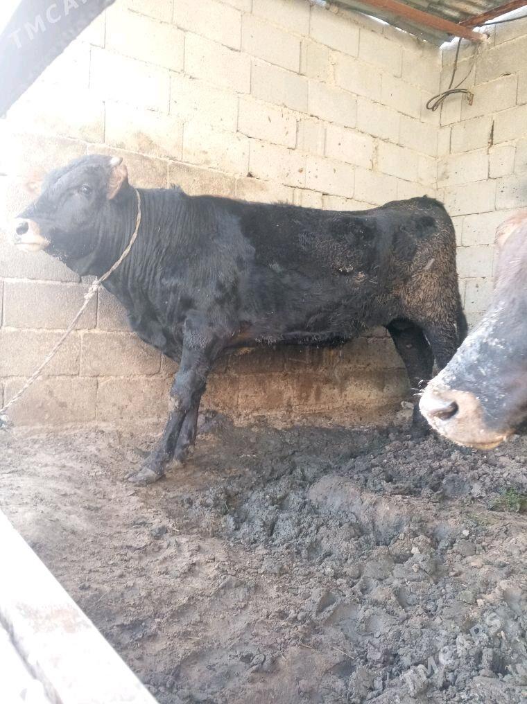 okuz gole - Aşgabat - img 3