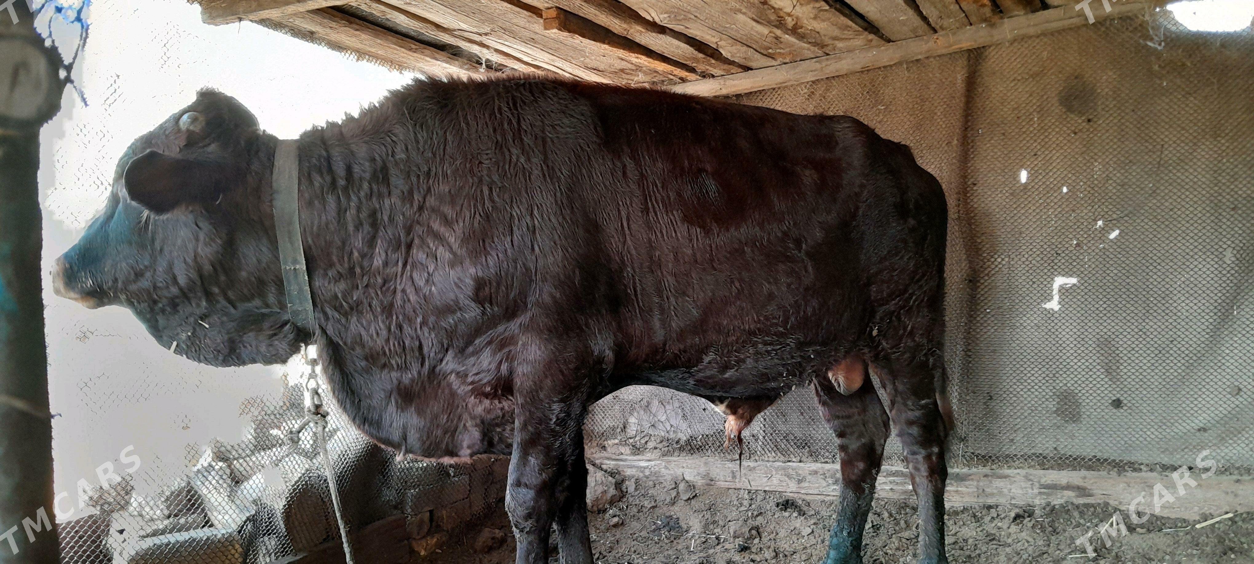 ÖKÜZ - Ýaşlyk - img 2