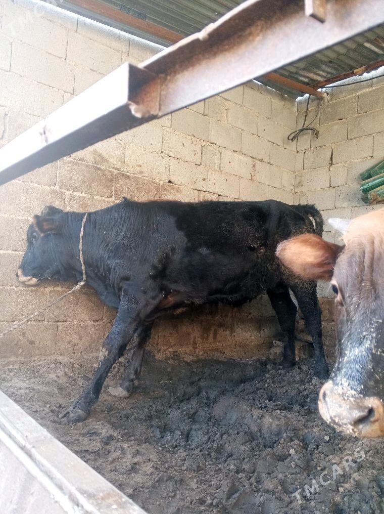 okuz gole - Aşgabat - img 4