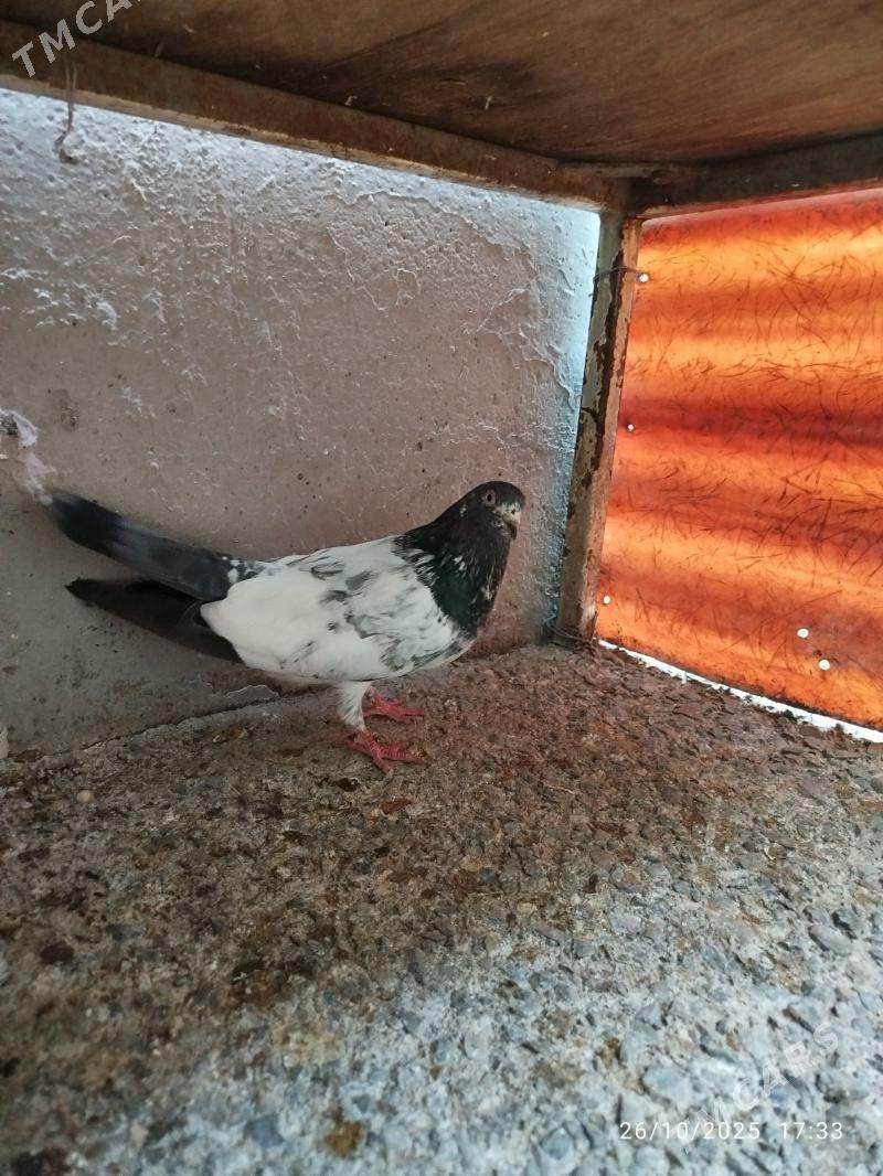 KEPDERI - Aşgabat - img 7