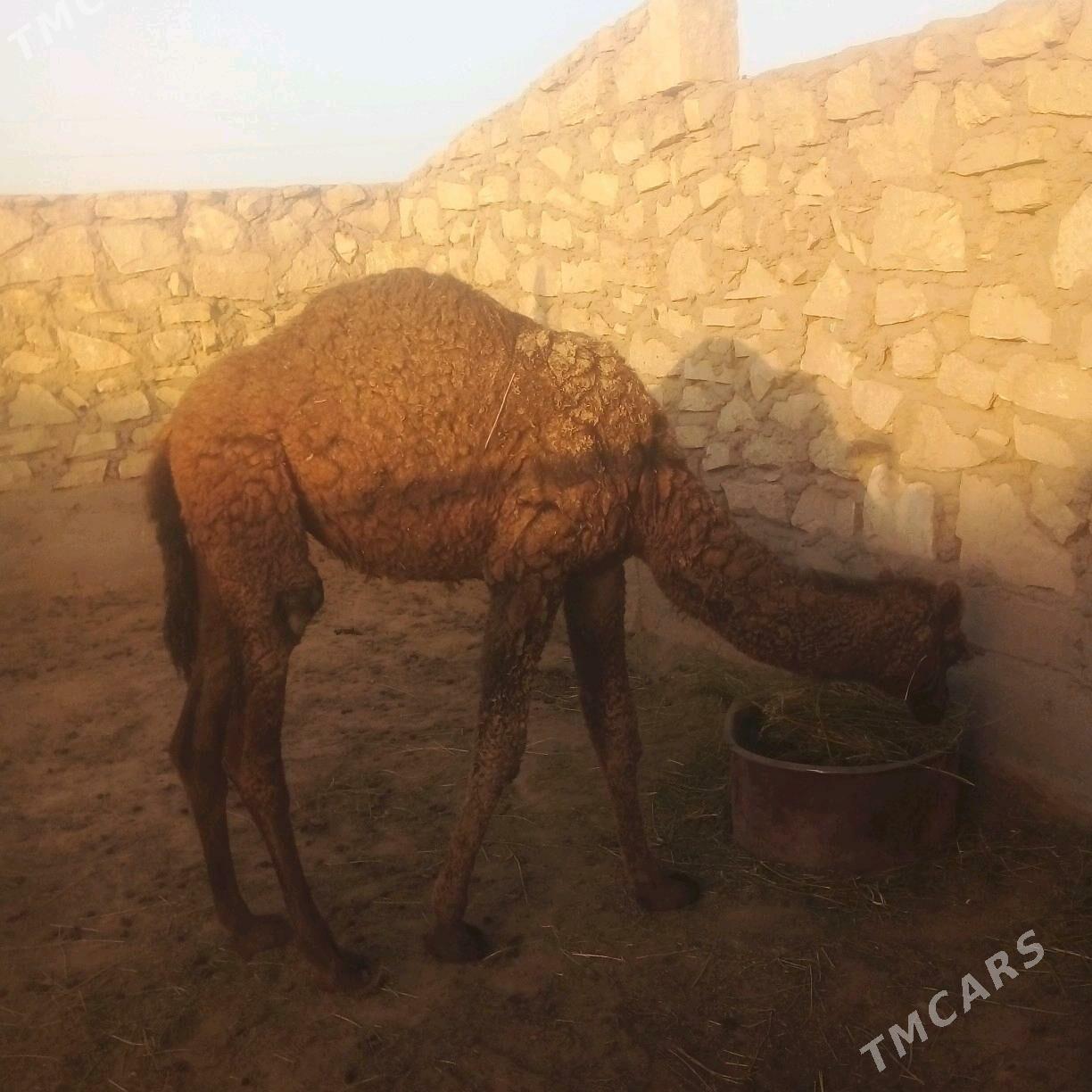 duye torumli - Esenguly - img 3