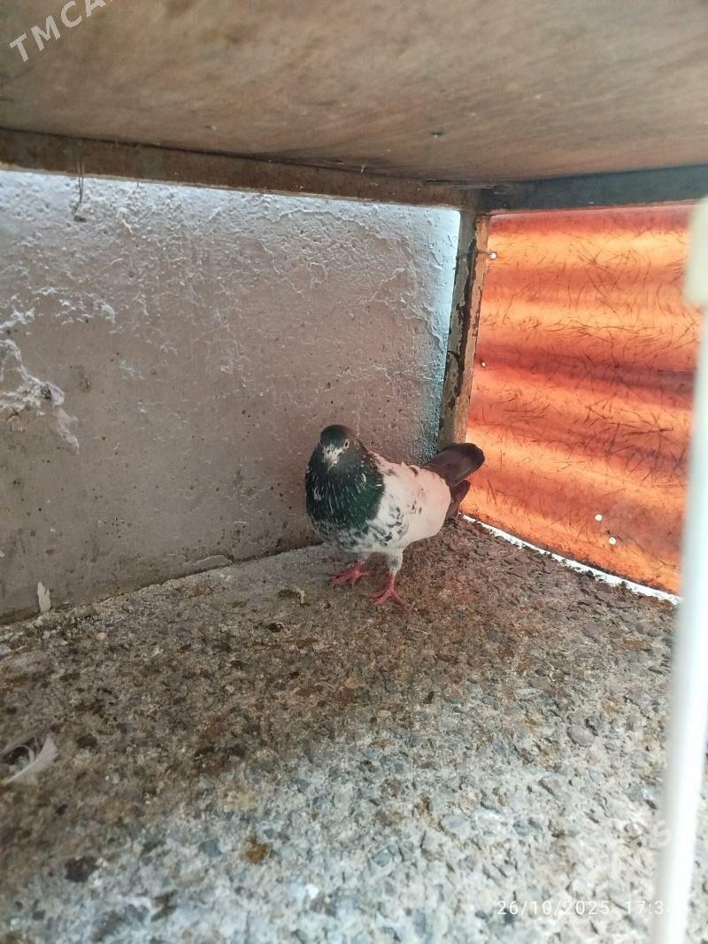 KEPDERI - Aşgabat - img 5