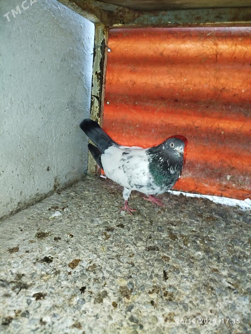 KEPDERI - Aşgabat - img 3