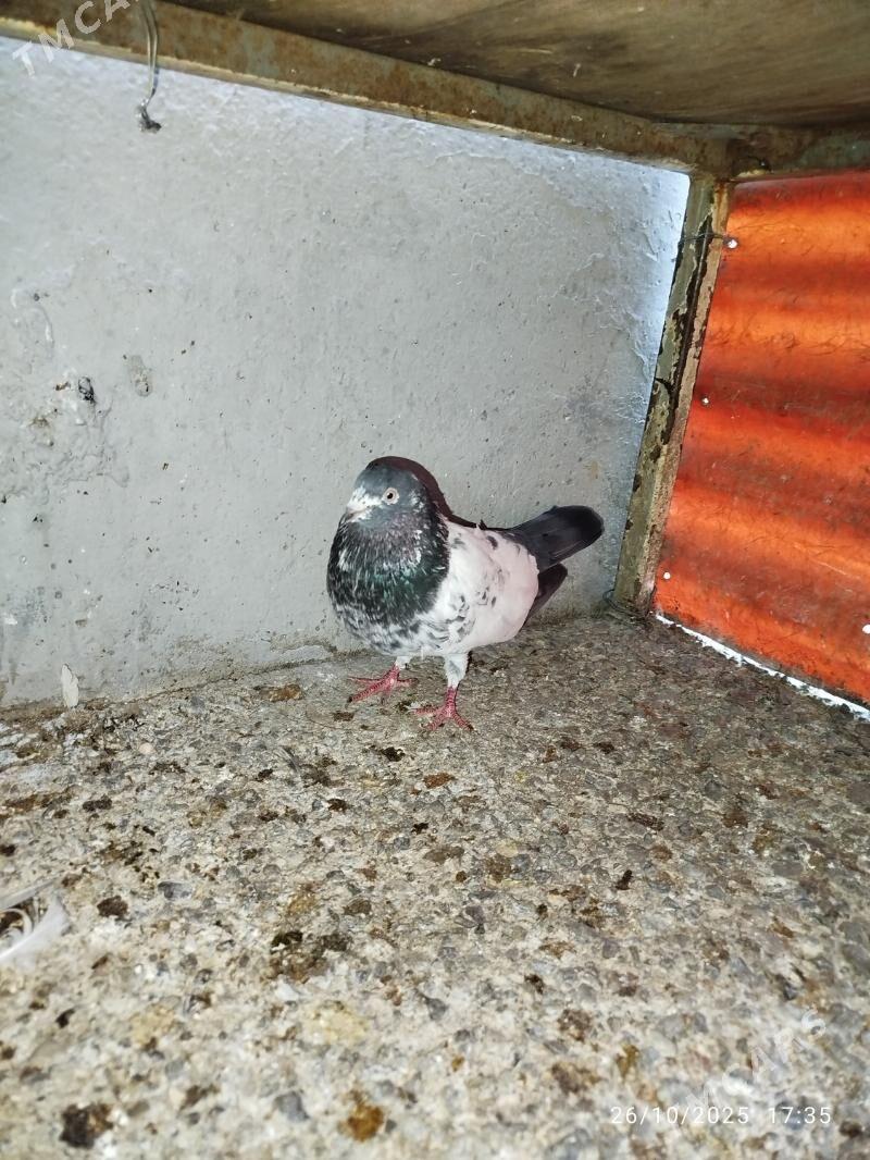 KEPDERI - Aşgabat - img 4