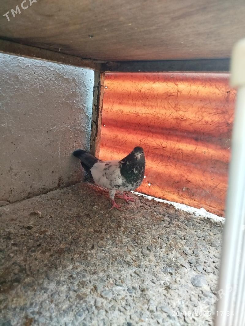 KEPDERI - Aşgabat - img 6