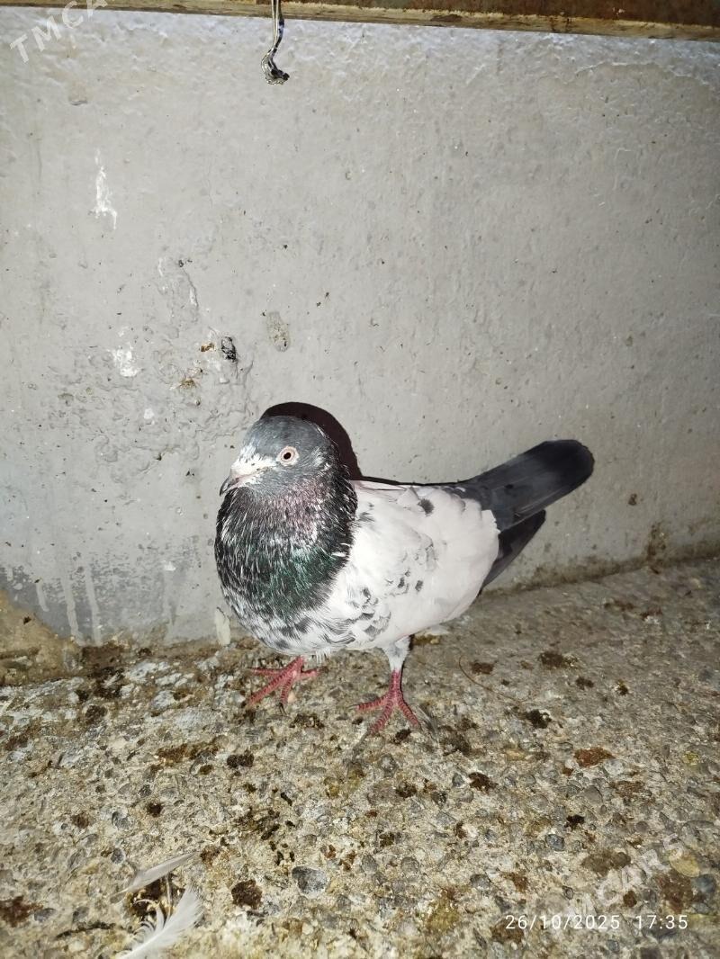 KEPDERI - Aşgabat - img 2