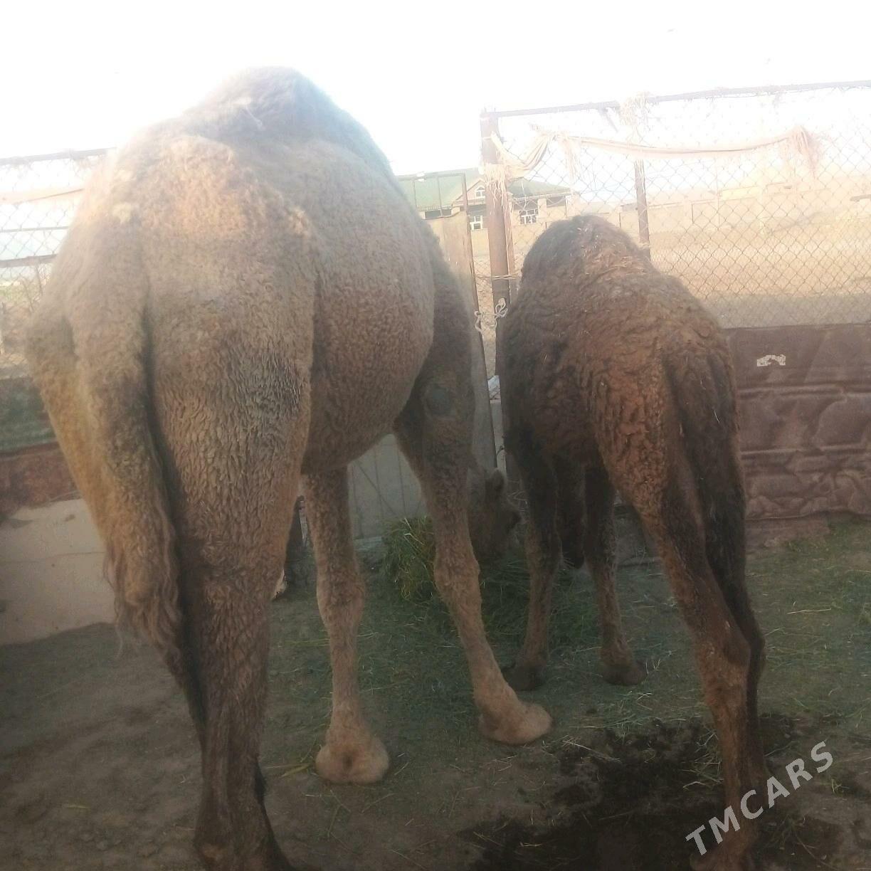 duye torumli - Esenguly - img 8