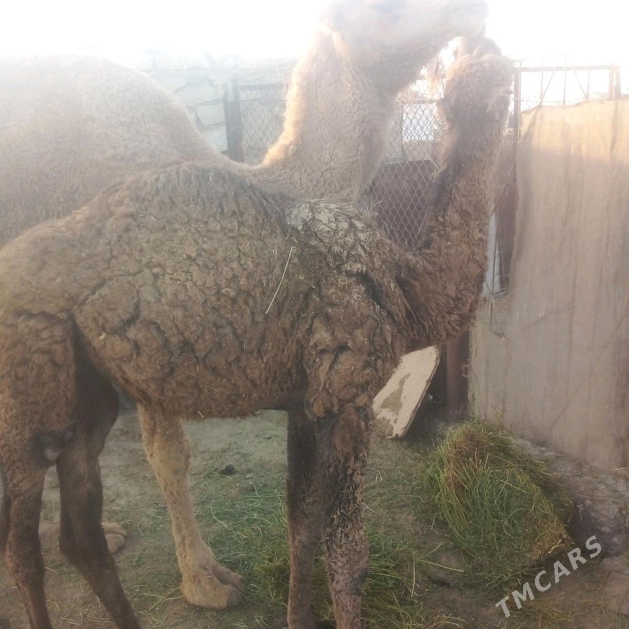 duye torumli - Esenguly - img 4