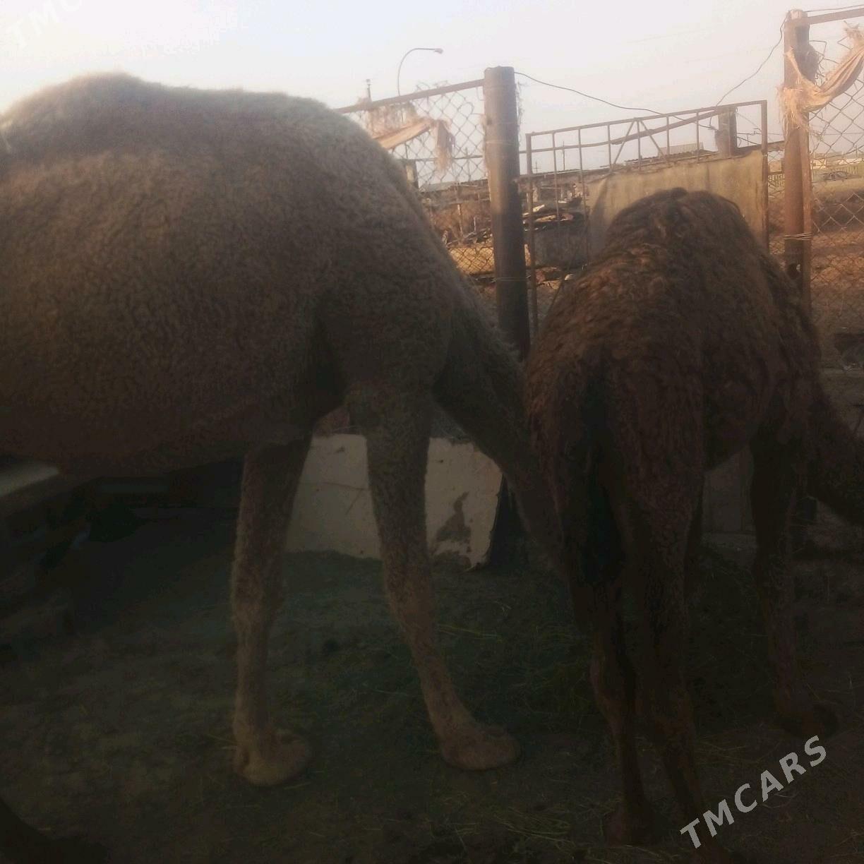 duye torumli - Esenguly - img 7