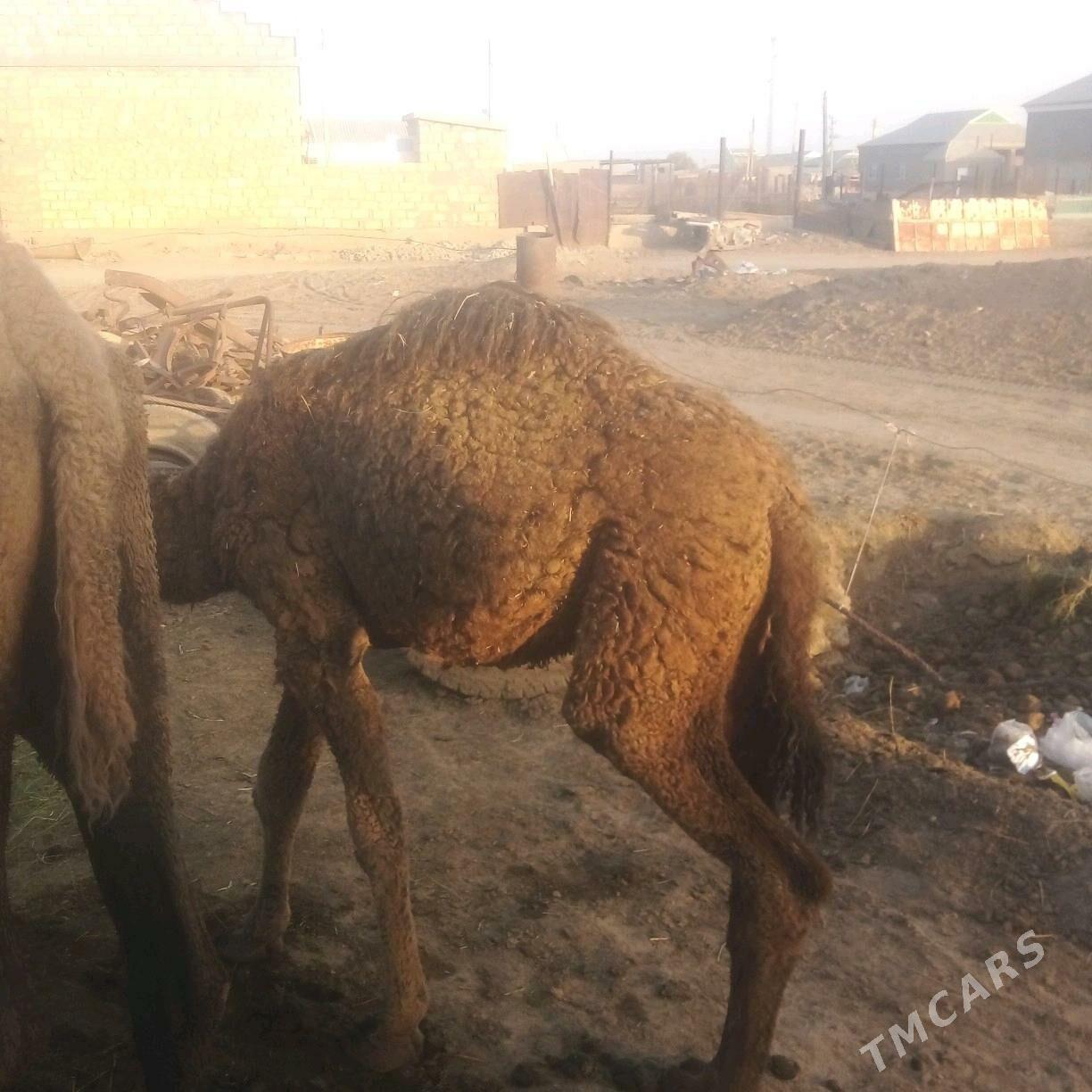 duye torumli - Esenguly - img 5