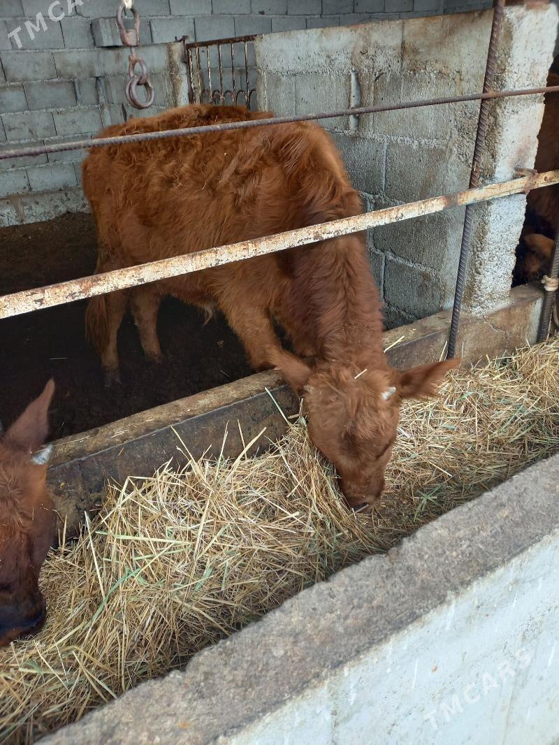 okuz - Gökdepe - img 3