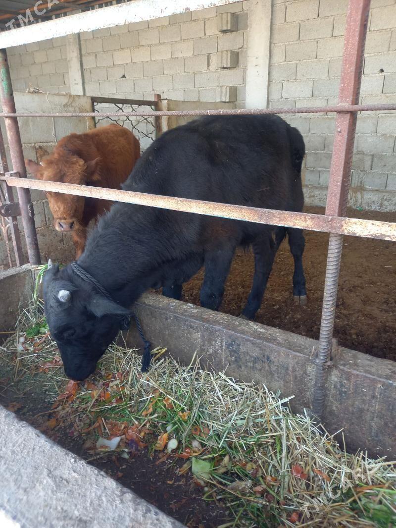 okuz - Gökdepe - img 1