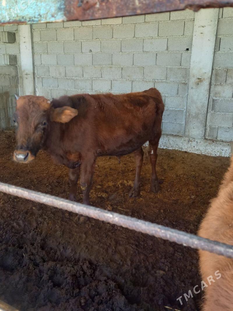 okuz - Gökdepe - img 2