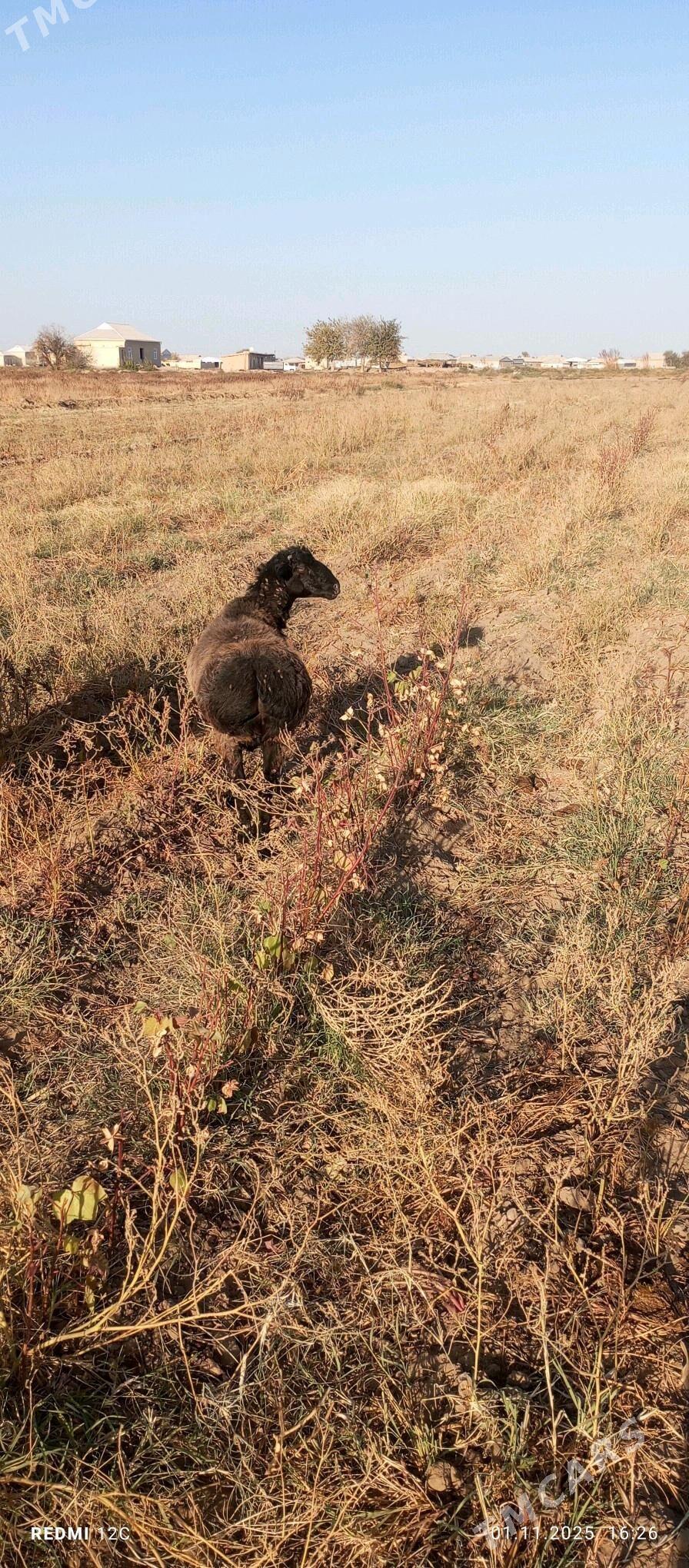 öweç gysyr goýun - Wekilbazar - img 4