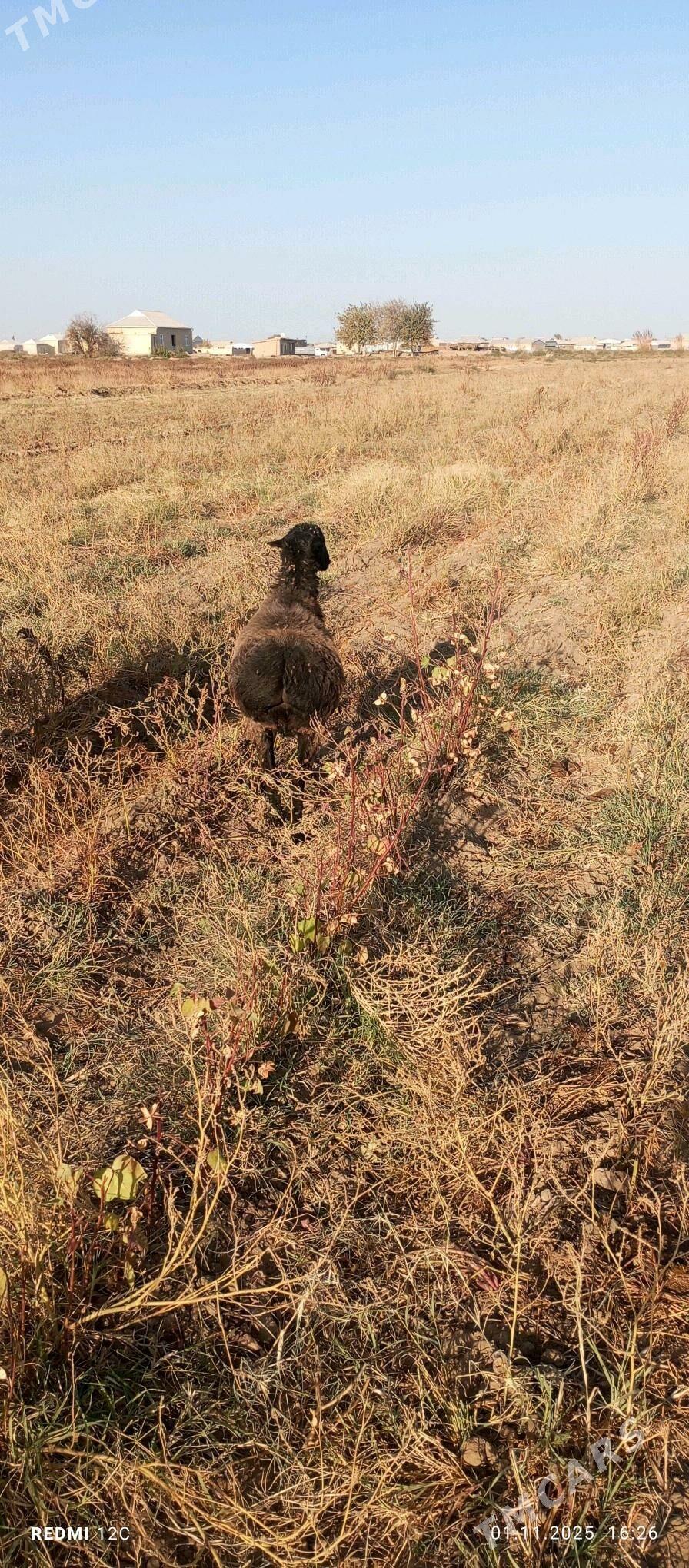 öweç gysyr goýun - Wekilbazar - img 5
