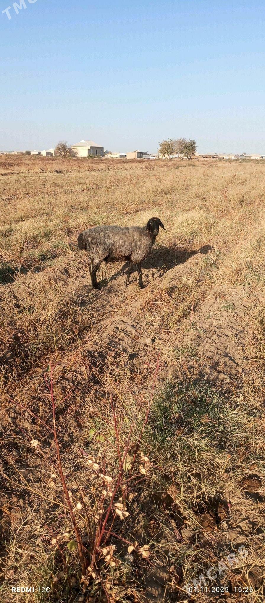 öweç gysyr goýun - Wekilbazar - img 2