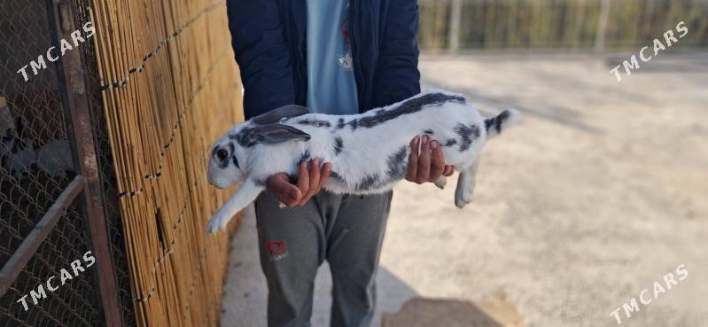 towşan towşan - Sakarçäge - img 1