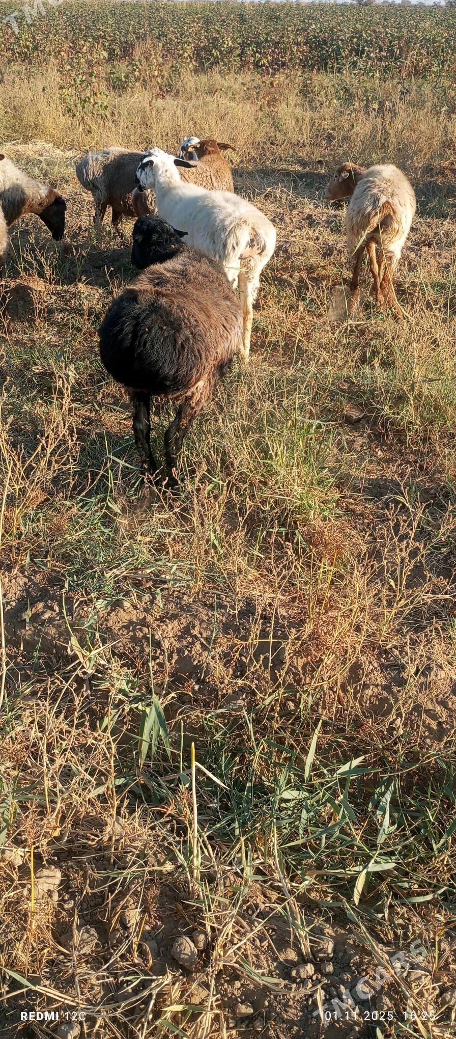 öweç gysyr goýun - Wekilbazar - img 6