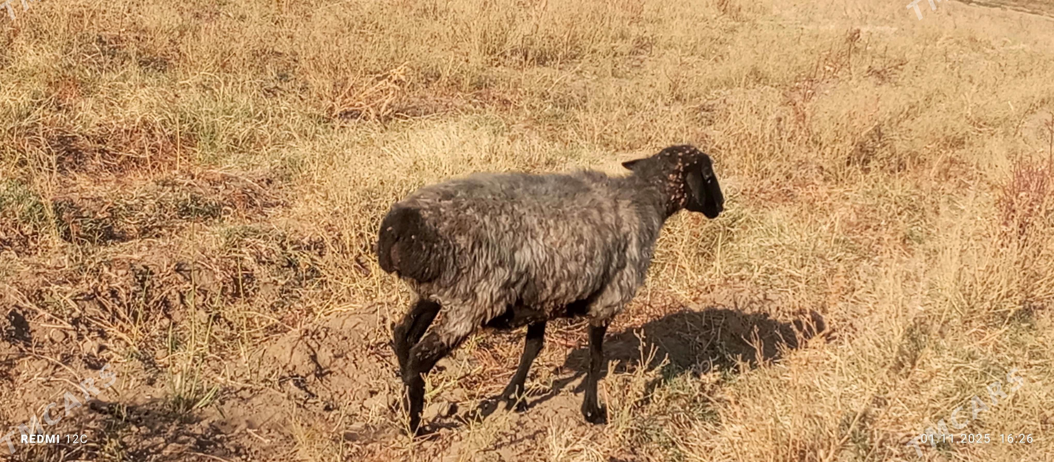 öweç gysyr goýun - Wekilbazar - img 1