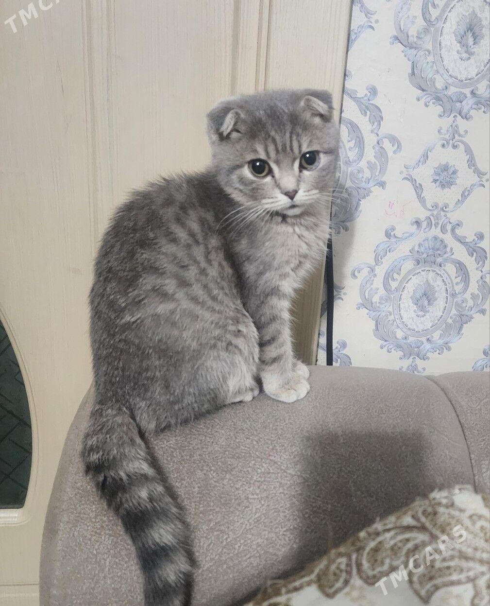 Шотландские котята - Ашхабад - img 2