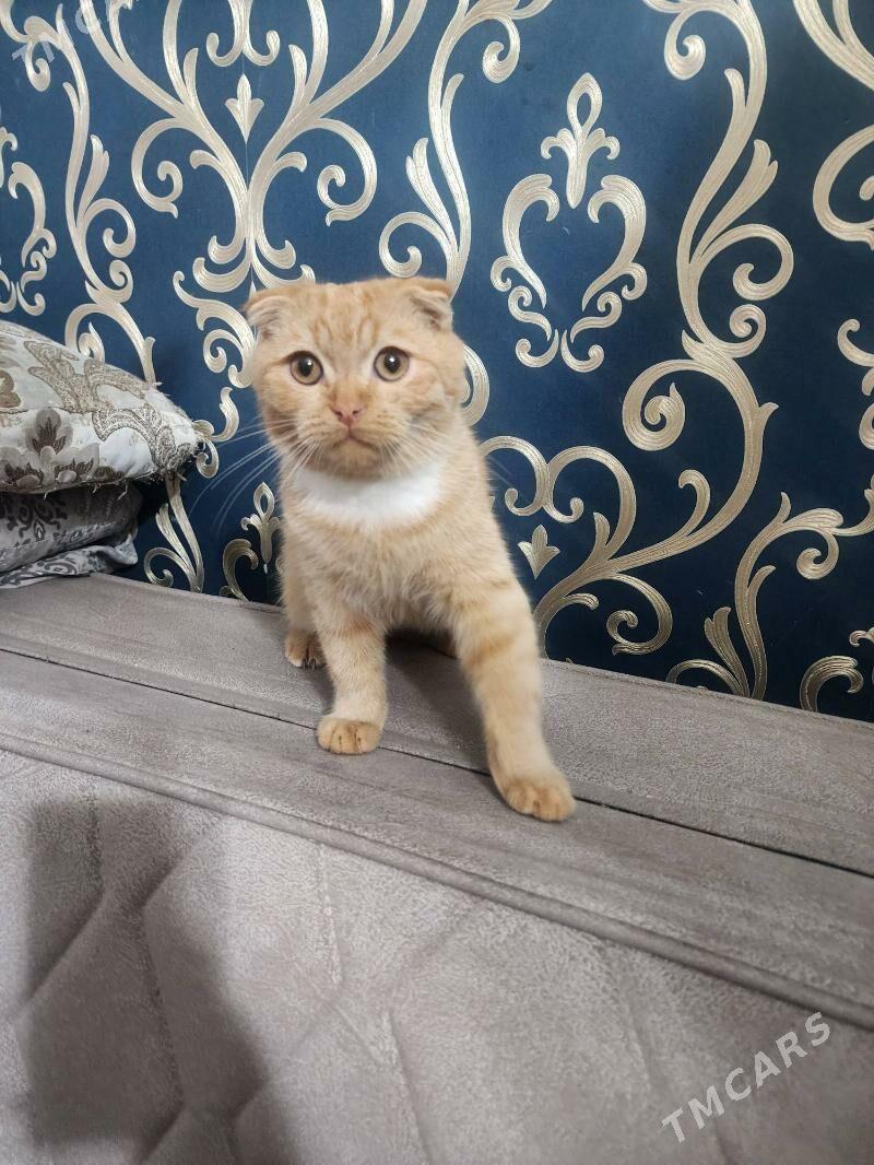 Шотландские котята - Ашхабад - img 4