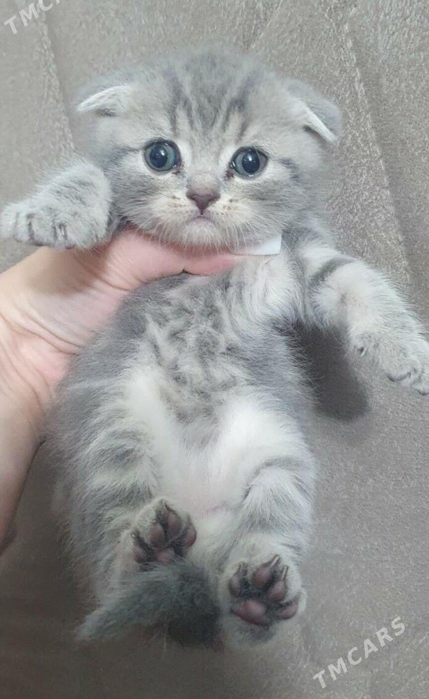 Шотландские котята - Ашхабад - img 7