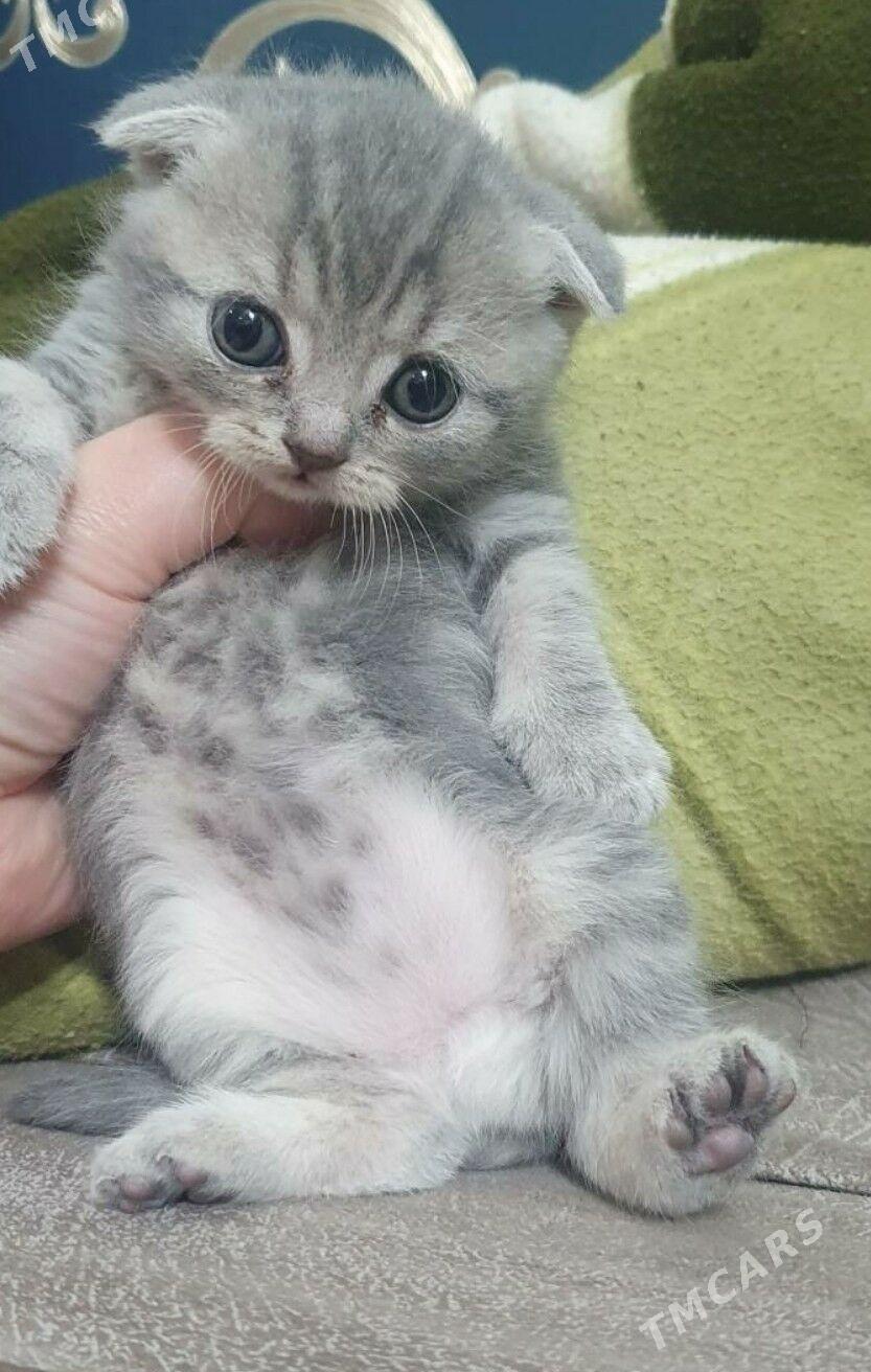 Шотландские котята - Ашхабад - img 8