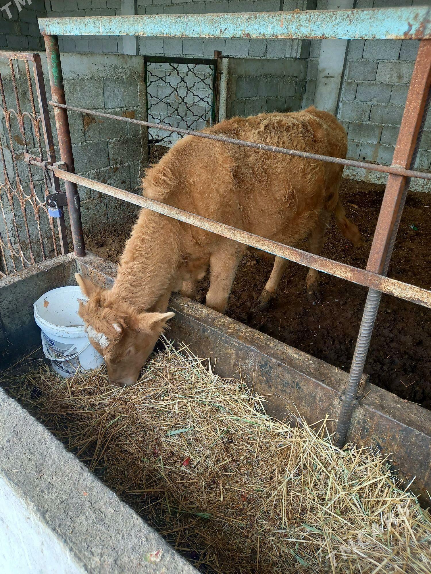 okuz - Gökdepe - img 4