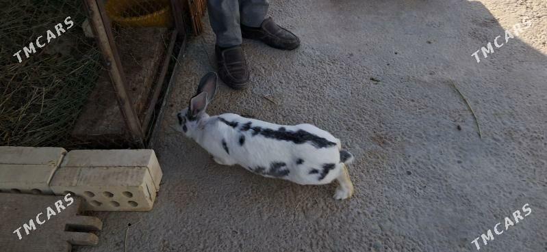 towşan towşan - Sakarçäge - img 7