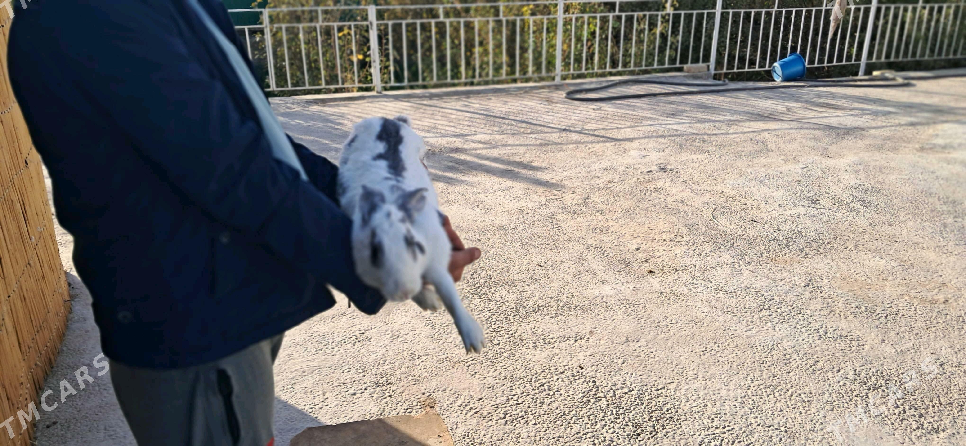 towşan towşan - Sakarçäge - img 5