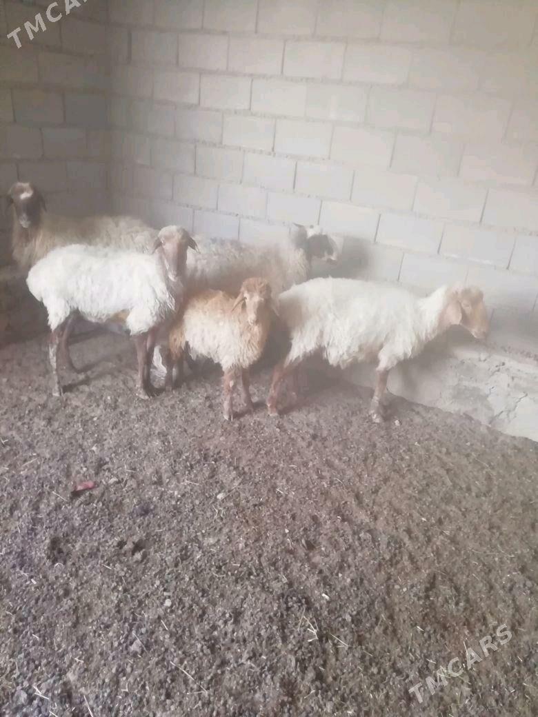 Goyun - Bereket - img 3